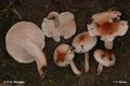 Hygrophorus lindtneri